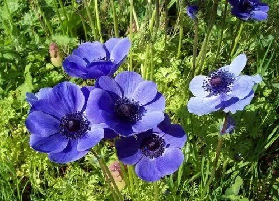 花语|紫罗兰花语及代表意义