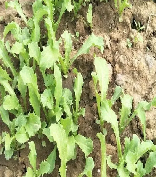 种植管理|苦菊适合什么季节种