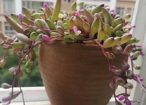 种植方法|紫玄月怎么种植 栽种时间和方法