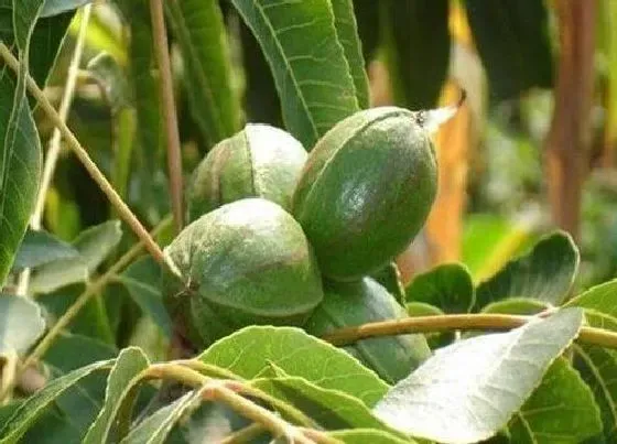种植管理|核桃树几年结果实