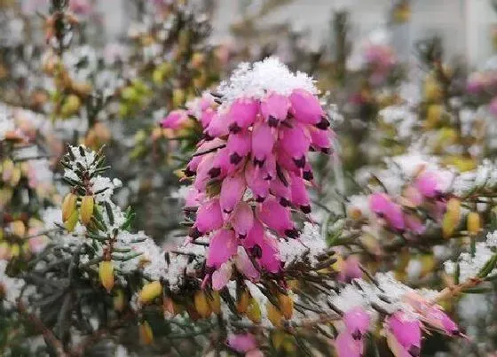 花卉百科|代表迷茫的花（什么花的花语是孤独迷茫）