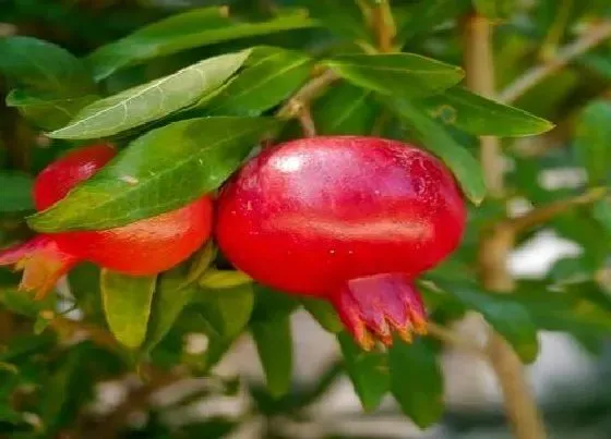 开花时间|石榴什么季节开花 春夏秋季节开花