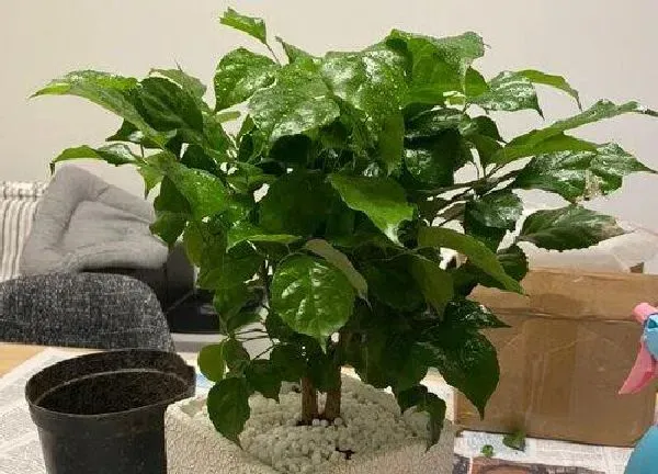 植物浇水|平安树多久浇一次水
