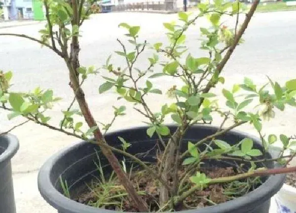 植物发芽|蓝莓什么时候发芽长叶