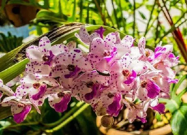 植物浇水|室内养兰花多久浇一次水