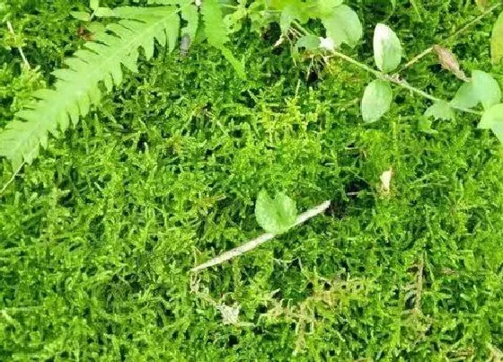 植物种类|苔藓是水生植物吗