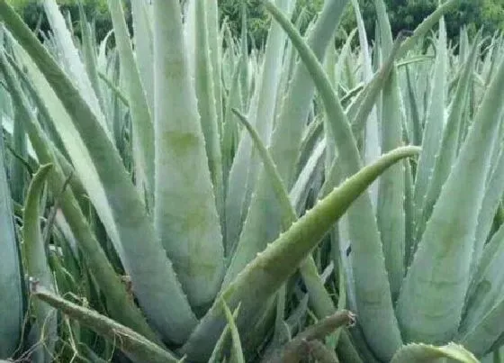 植物百科|库拉索芦荟开花吗 养几年能开花