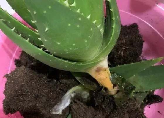 烂根|芦荟烂根是什么原因造成的 根部腐烂处理方法