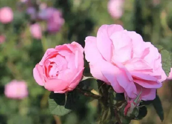 花朵|玫瑰花的特点