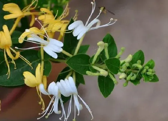 植物寓意|忍冬花的寓意和象征（忍冬的花语和象征意义）