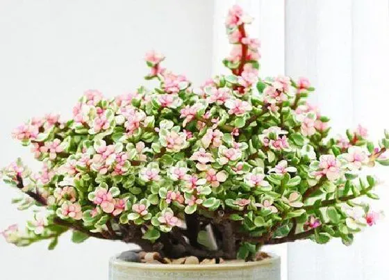 植物施肥|金枝玉叶浇什么肥料合适