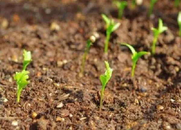 植物移栽|茼蒿苗可以移栽吗