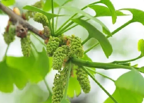 植物百科|银杏会开花吗 什么时候开花