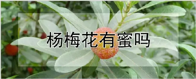 杨梅花有蜜吗 | 养殖技术