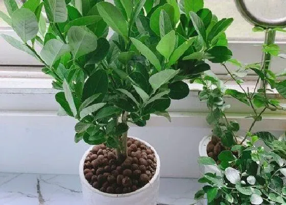 种植土壤|柠檬可以用沙子种吗