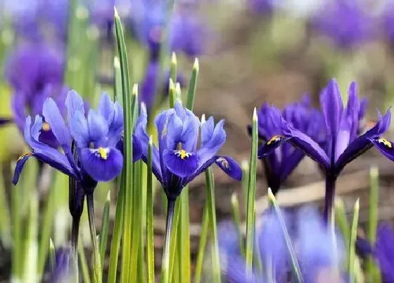 不开花|鸢尾花不开花什么原因