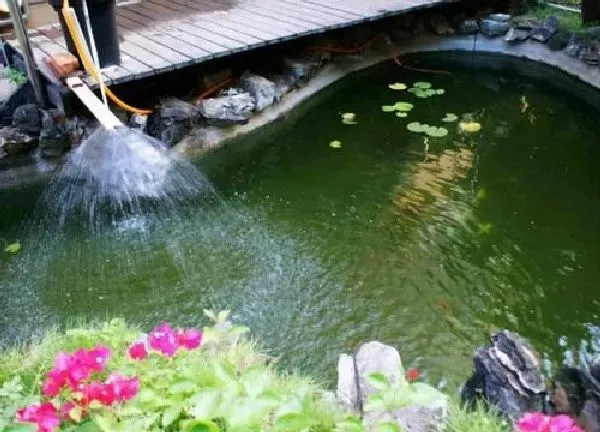 植物浇水|池塘水浇花好吗 河水和池塘水浇花哪种好