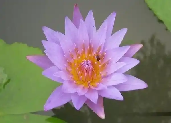 养殖科普|睡莲喜欢阳光吗 是喜阳植物吗