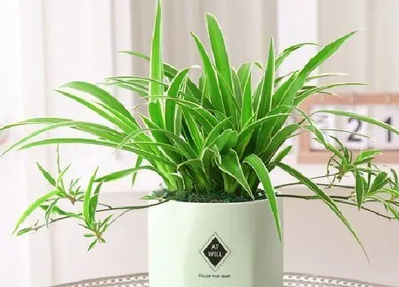 植物排行|种在水里的植物有哪些