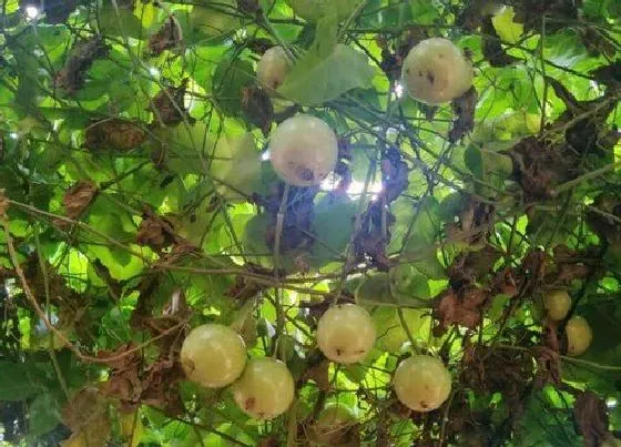 种植管理|百香果打顶时间及方法步骤(图解)