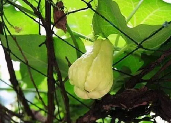 冬天植物|佛手瓜怎么过冬天
