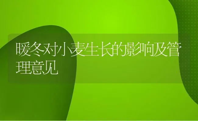 暖冬对小麦生长的影响及管理意见 | 粮油作物种植
