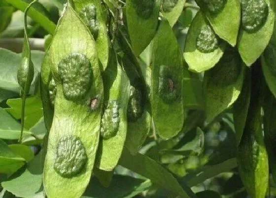 植物百科|草花梨和黄花梨的区别