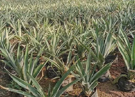 种植管理|菠萝几月份种植合适