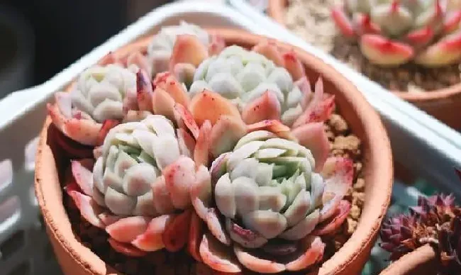植物浇水|多肉为什么不能浇太多水（多肉植物如果浇水浇多了会怎样）