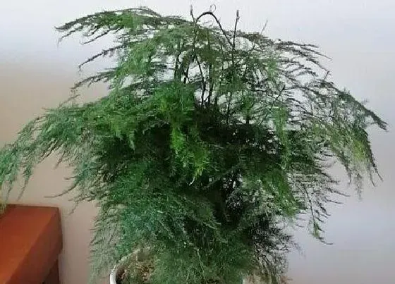 摆放常识|文竹放在哪里风水好