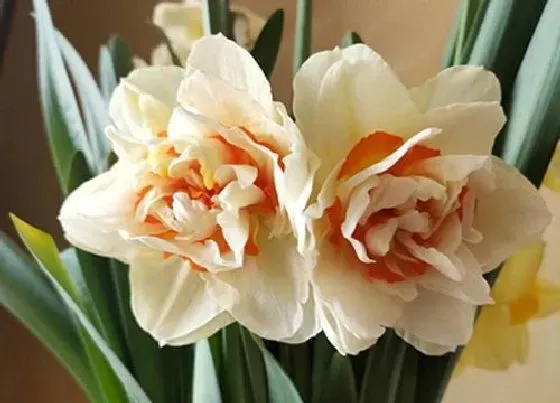 花语|代表爱而不得的花（什么花的花语寓意是得不到的爱）