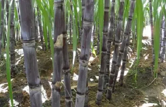 种植管理|甘蔗种植时间 几月份种植好