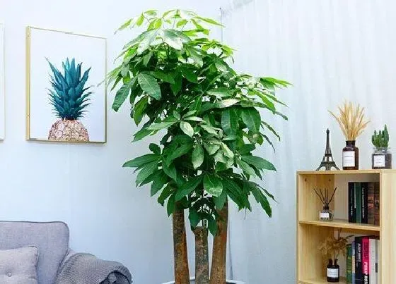 植物种类|发财树和七叶莲是一种植物吗
