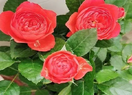 植物寓意|11朵玫瑰花语代表什么意思