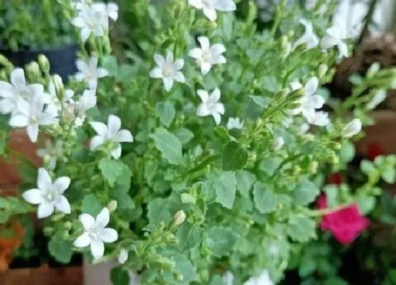 植物百科|重瓣丹麦风铃花是多年生吗