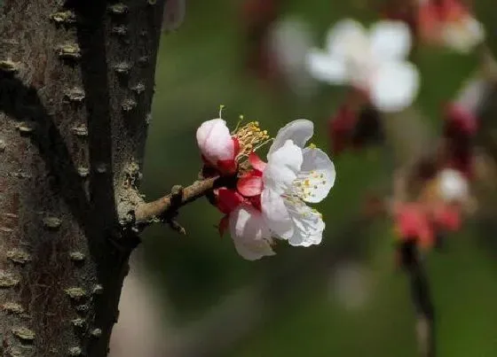 开花时间|干枝梅什么时候开花