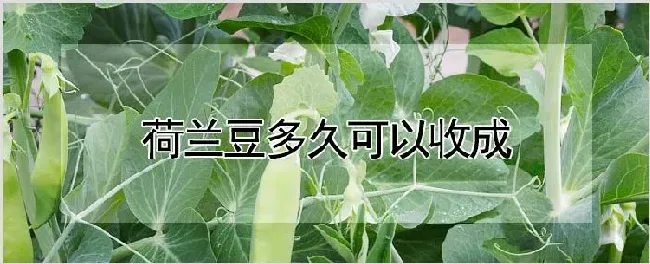 荷兰豆多久可以收成 | 农业科普