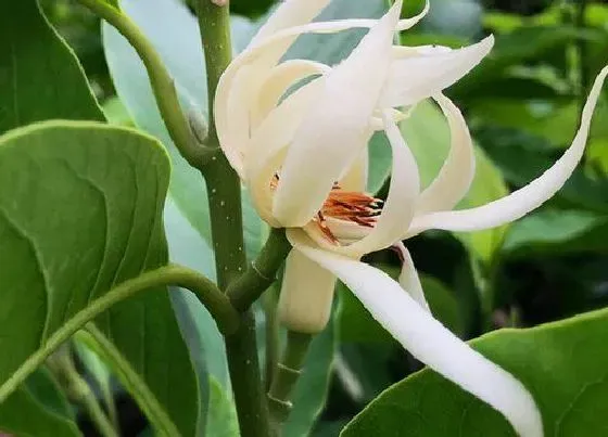 开花时间|白兰花多久开花一次