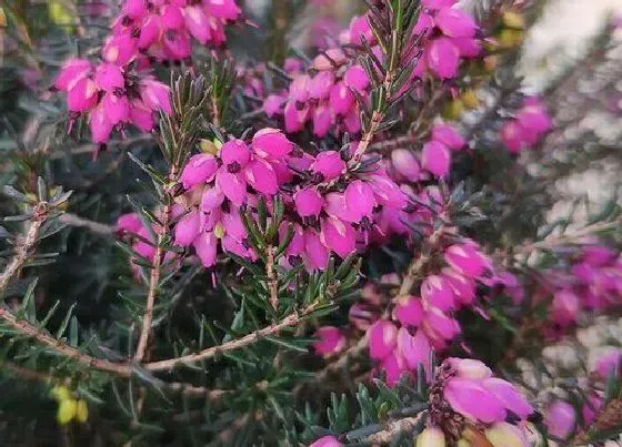 花卉百科|挪威的国花是什么花