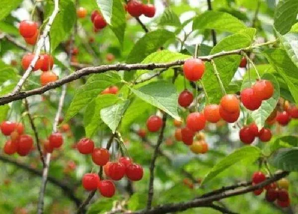 养殖科普|樱桃树喜水还是喜旱