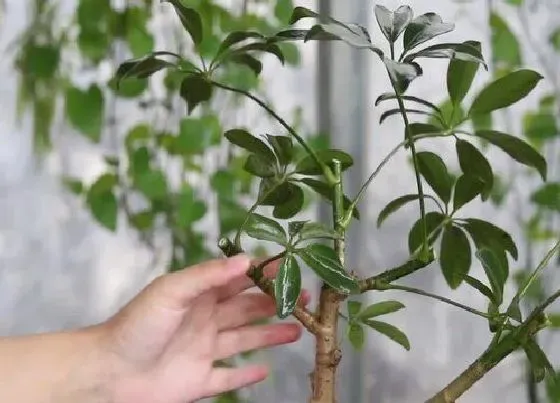 植物修剪|鸭脚木怎么修剪方法