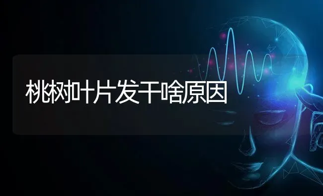 桃树叶片发干啥原因 | 瓜果种植