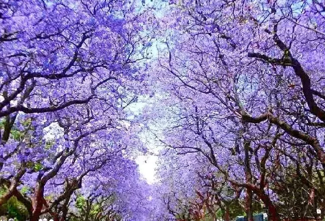 花语|蓝花楹的花语是什么意思与寓意
