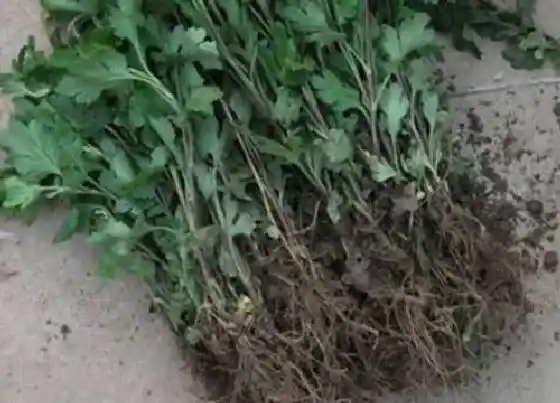 根部|菊花的根是什么样子的