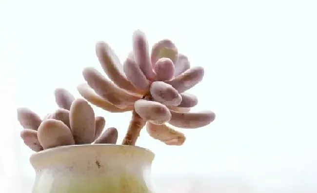 植物浇水|多肉为什么不能浇太多水（多肉植物如果浇水浇多了会怎样）