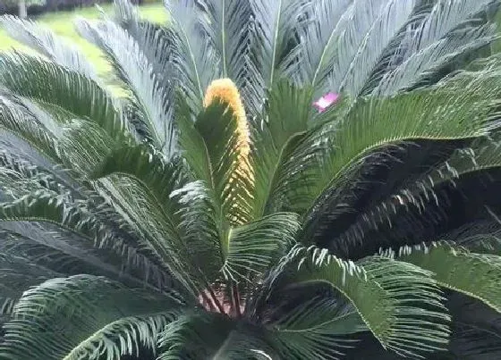 植物种类|铁树是乔木还是灌木植物
