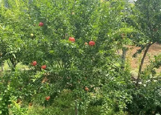 功效常识|石榴叶的功效与作用