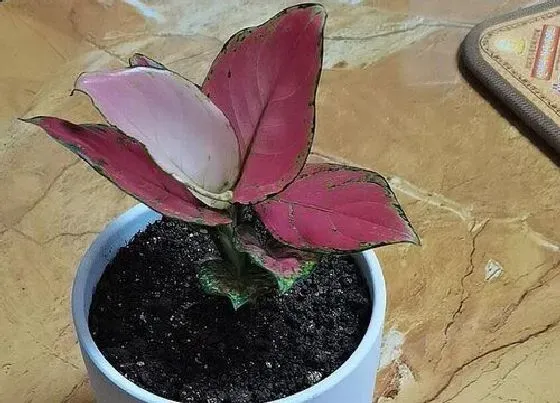 植物百科|如意开花吗 开花什么样子