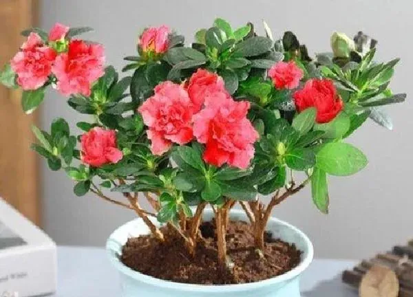 植物换土|杜鹃花怎么换土