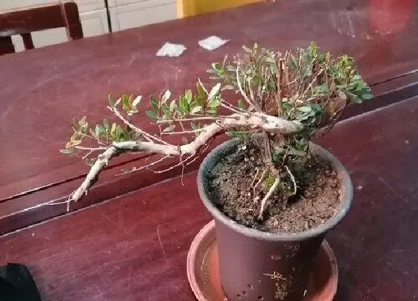 植物发芽|金弹子老桩不发芽怎么办